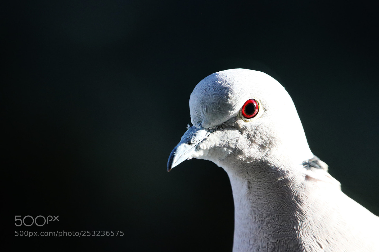 Canon EOS 80D sample photo. Eurasian collared-dove photography