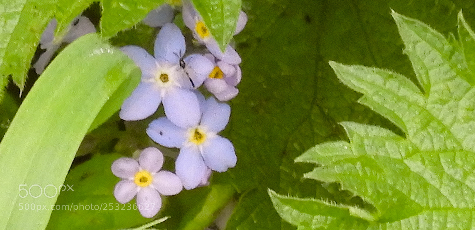 Nikon Coolpix B700 sample photo. Flowers, nettles, and bug photography