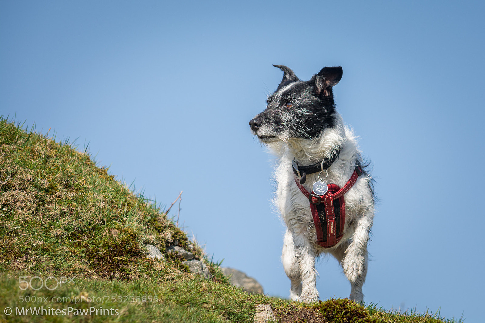 Nikon D7100 sample photo. Nibbler at pew tor photography
