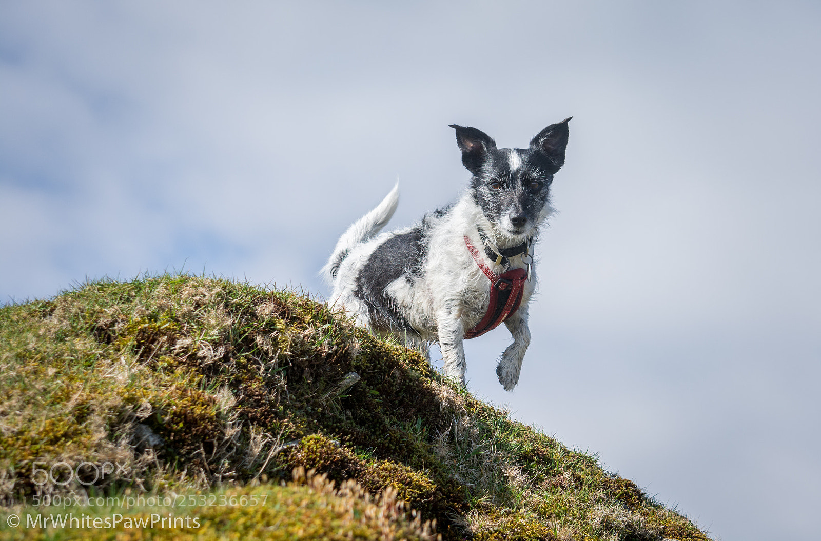 Nikon D7100 sample photo. Nibbler at pew tor photography