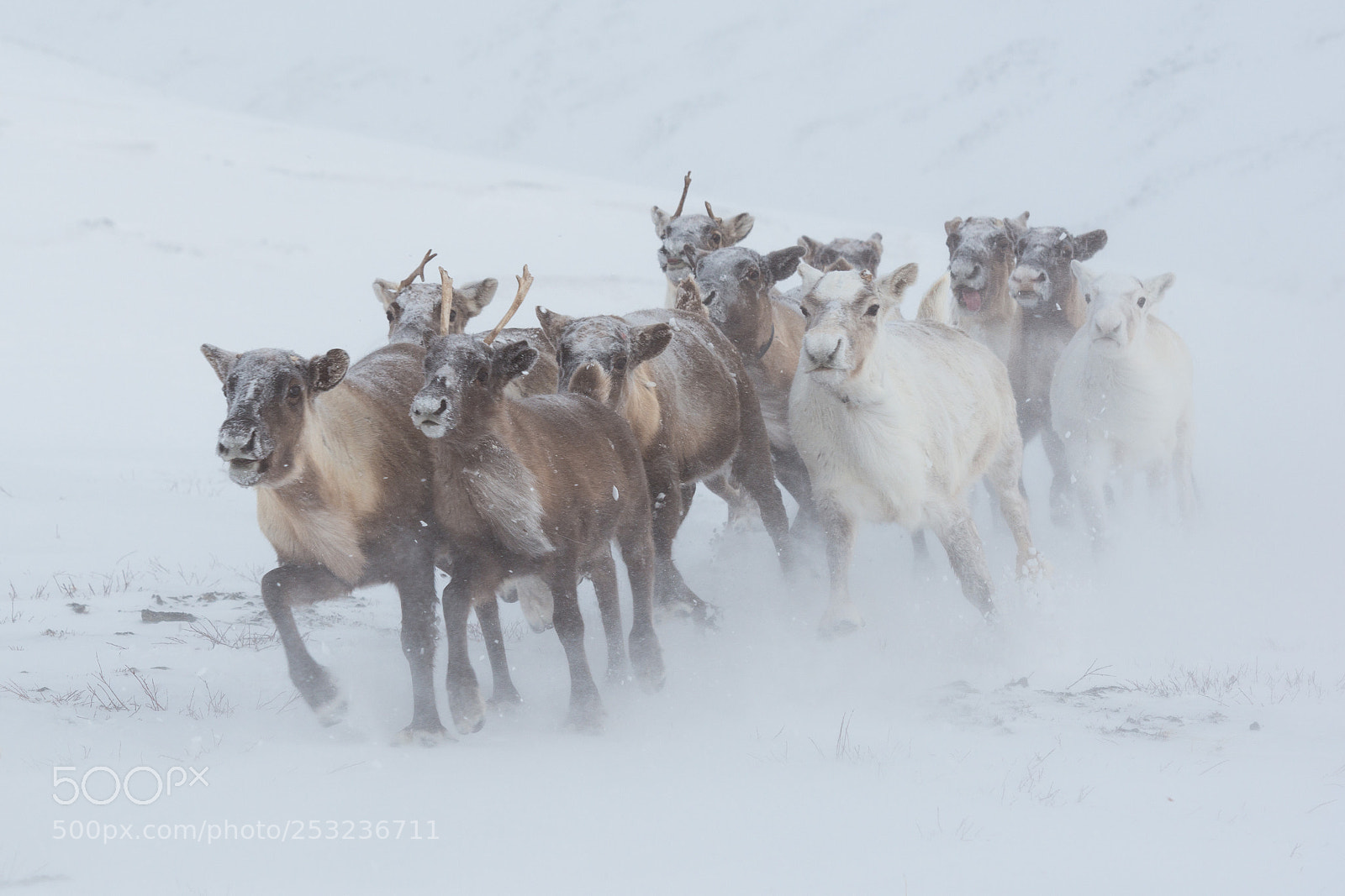 Nikon D800 sample photo. Winter in mountain tundra photography