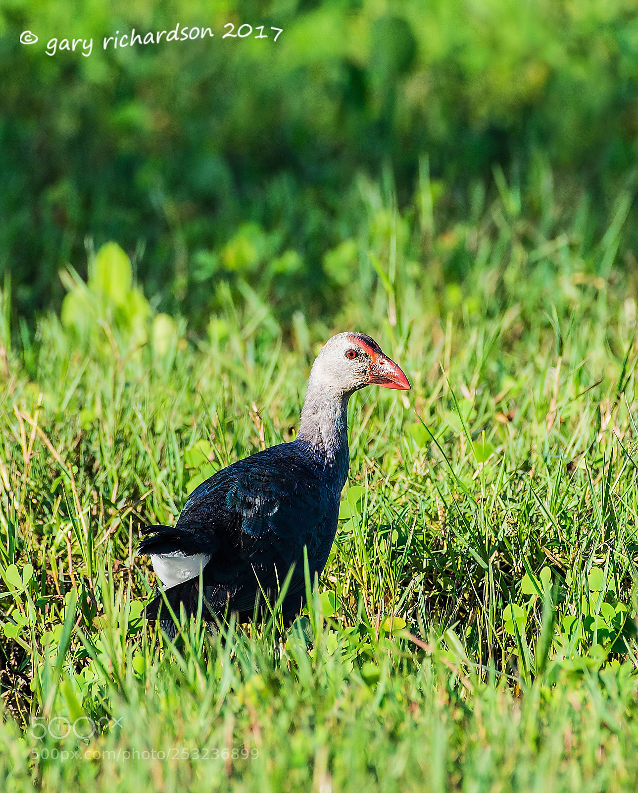 Nikon D810 sample photo. Purple swamphen tissamaharama sri photography