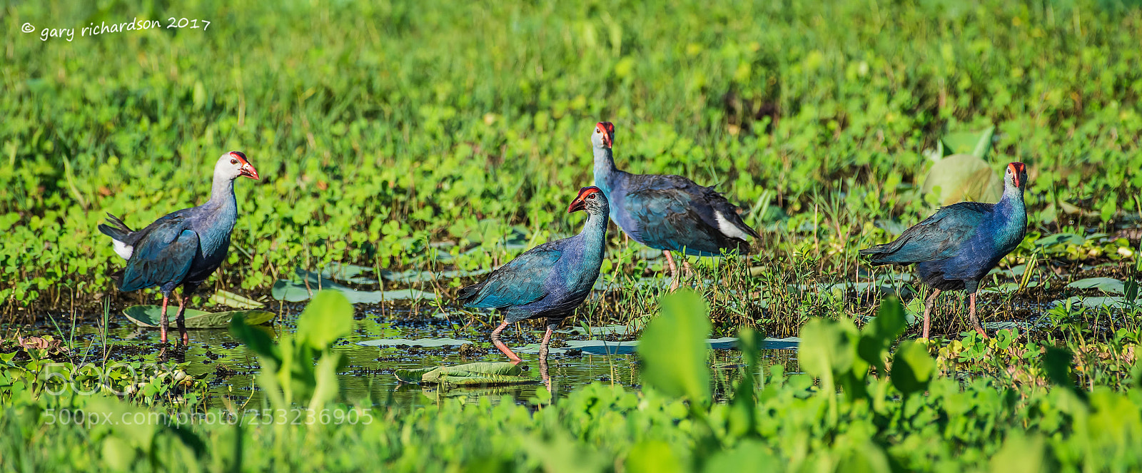 Nikon D810 sample photo. Purple swamphen tissamaharama sri photography