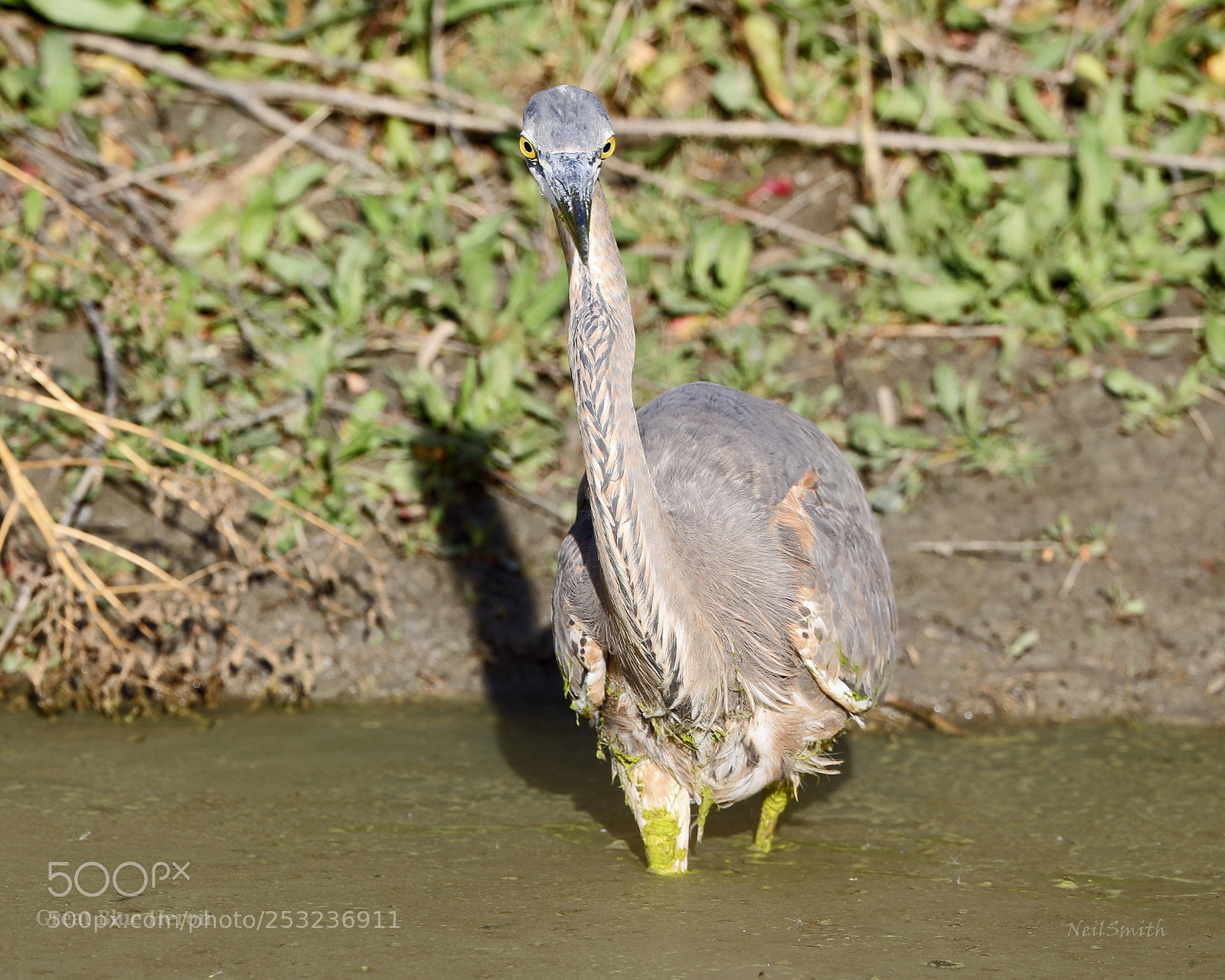 Canon EOS 5D Mark IV sample photo. Great blue heron photography