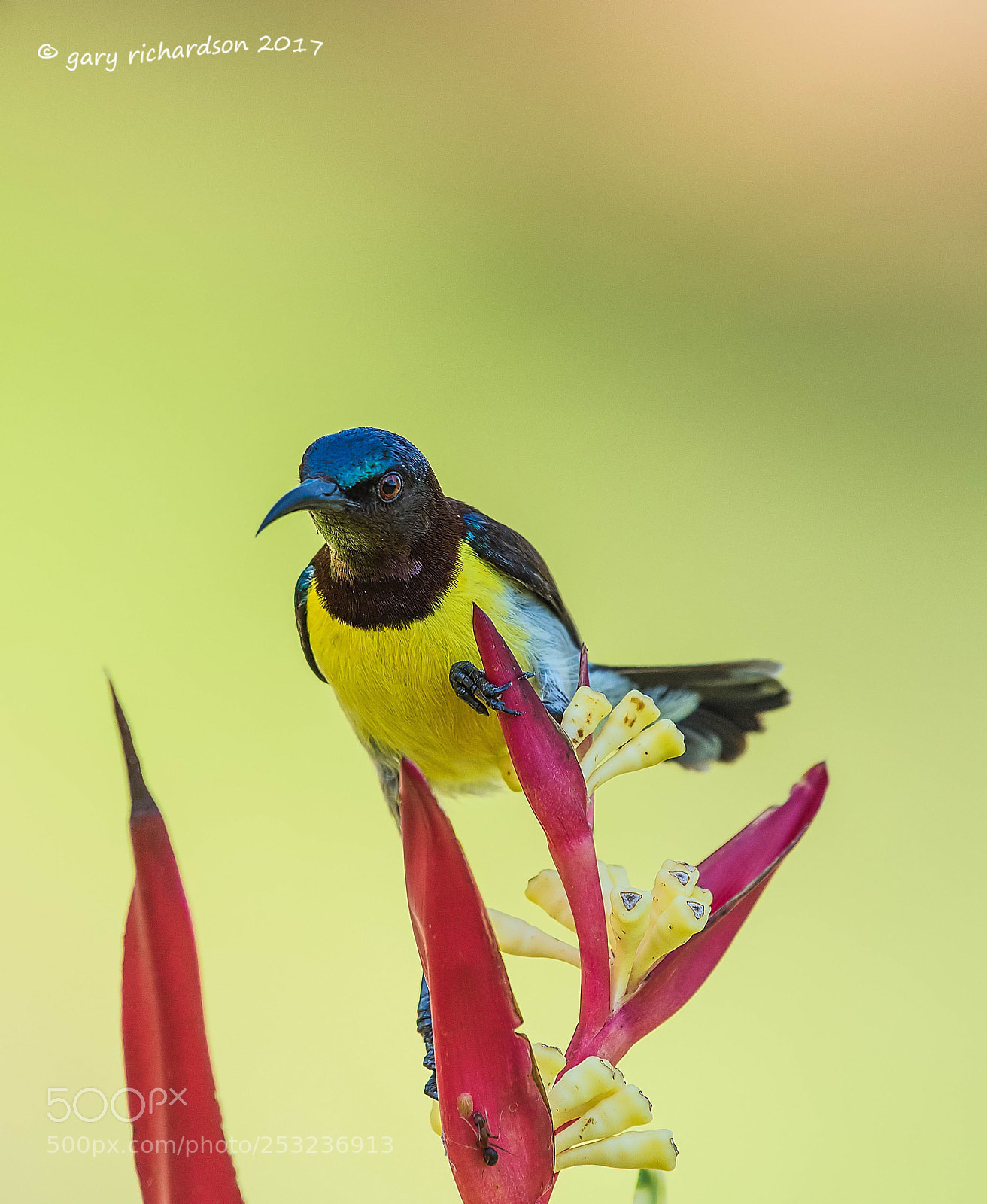 Nikon D810 sample photo. Purple rumped sunbird tangalle photography