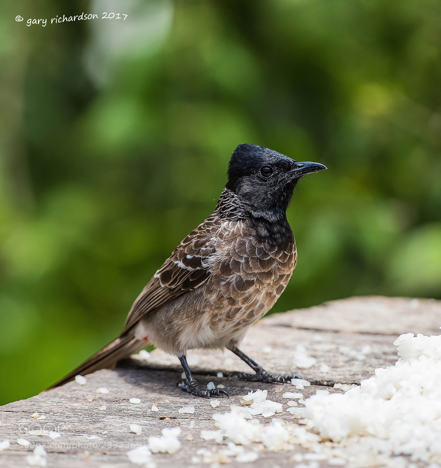 Nikon D810 sample photo. Red vented bulbul tangalle photography