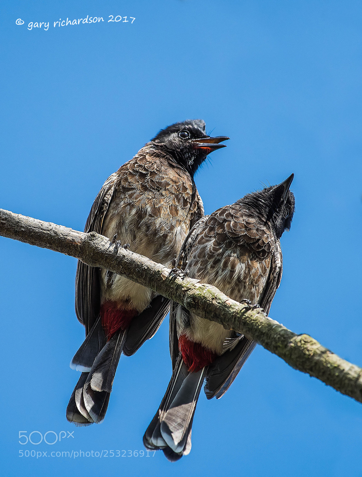 Nikon D810 sample photo. Red vented bulbul tangalle photography