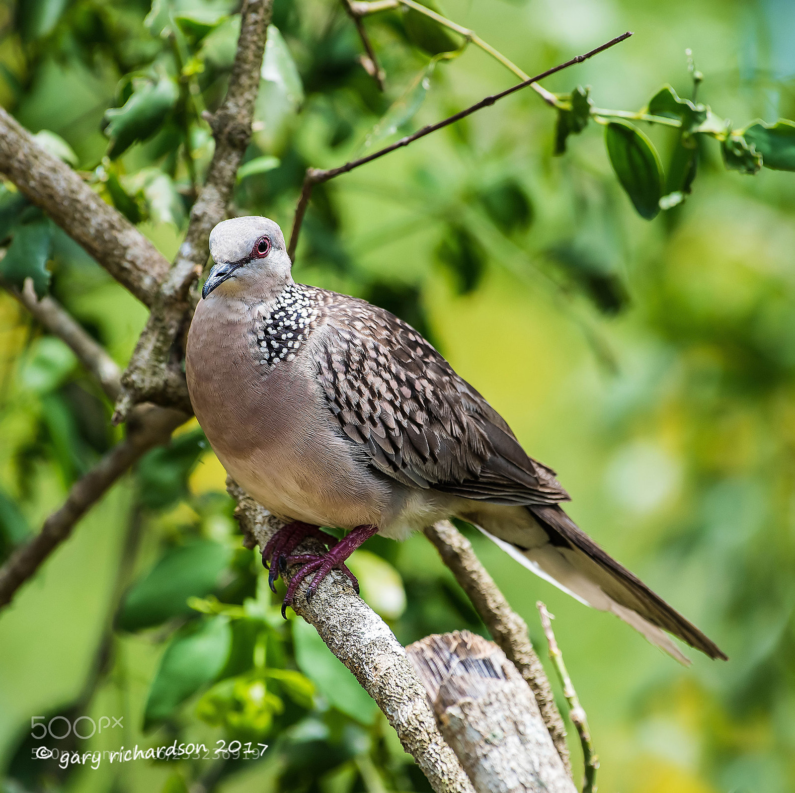 Nikon D810 sample photo. Spotted dove tangalle sri photography