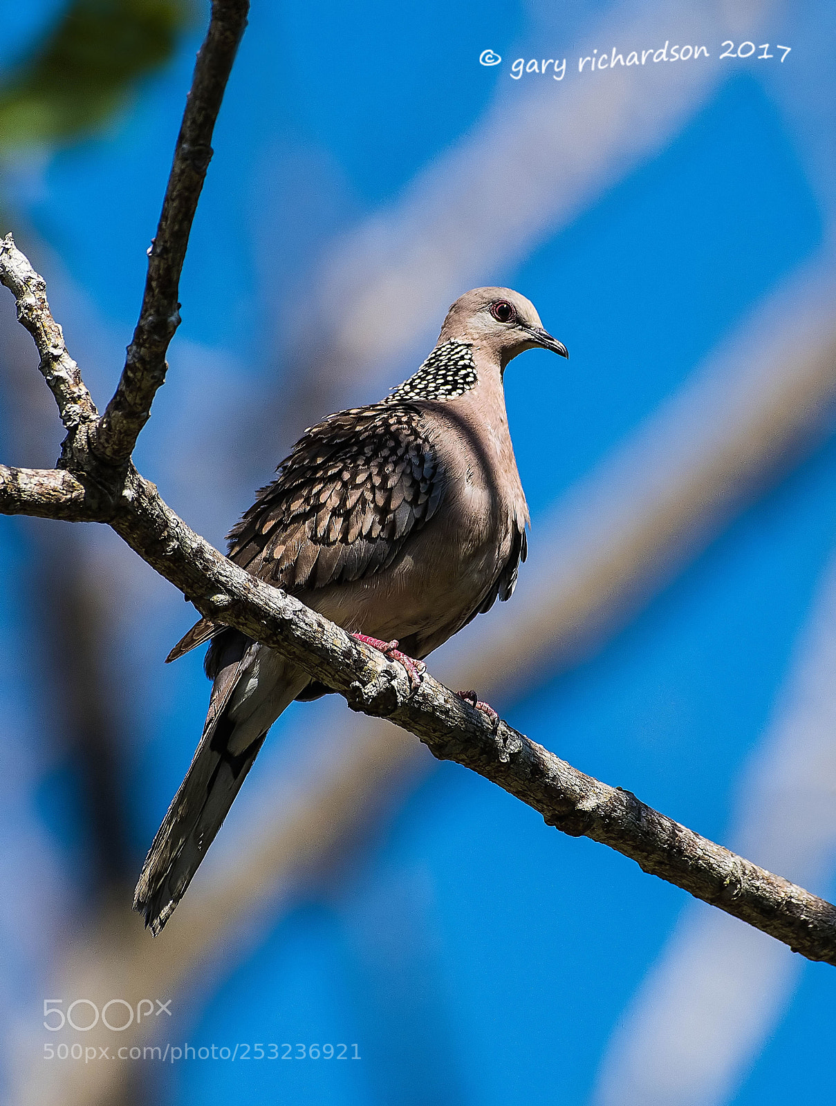 Nikon D810 sample photo. Spotted dove tangalle sri photography