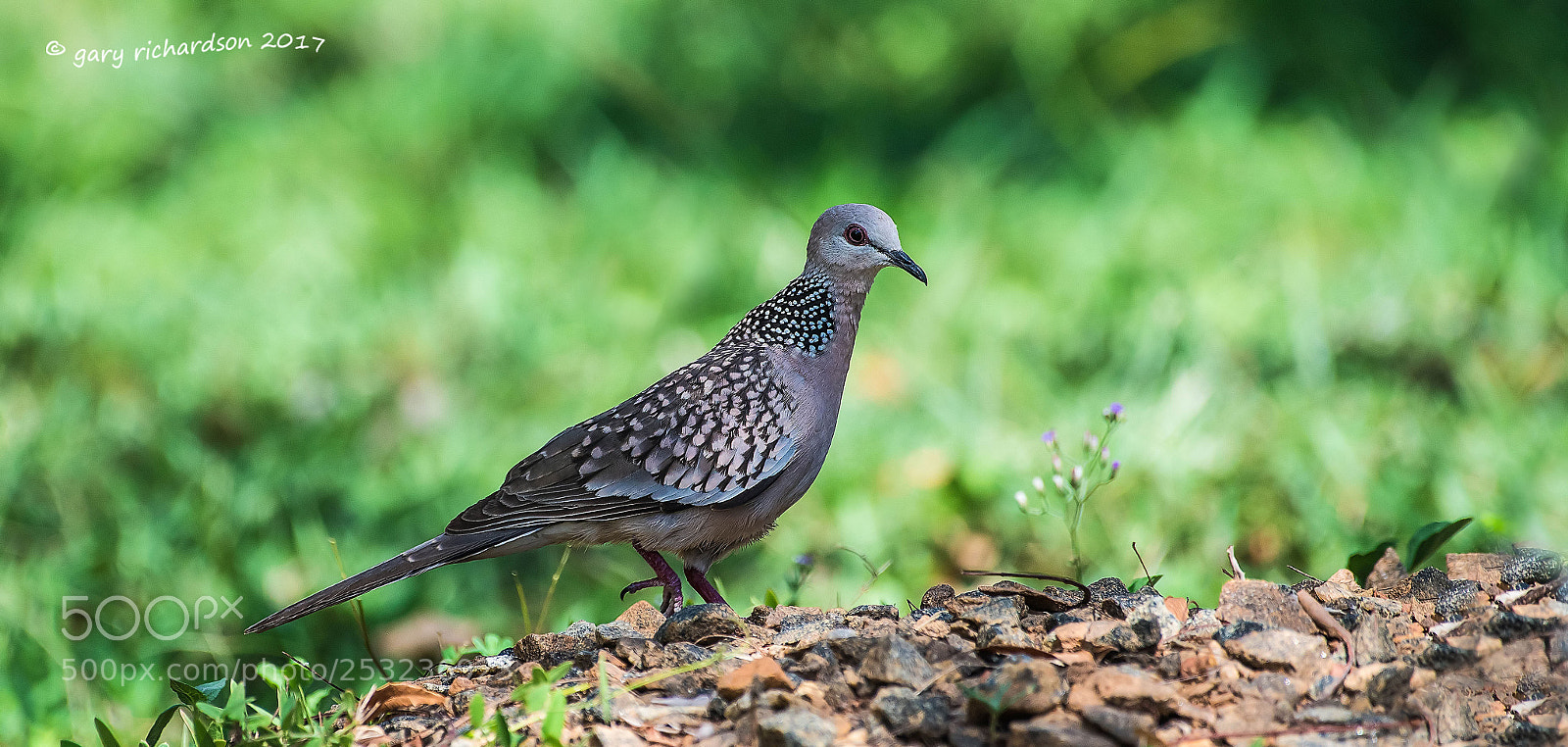 Nikon D810 sample photo. Spotted dove tangalle sri photography