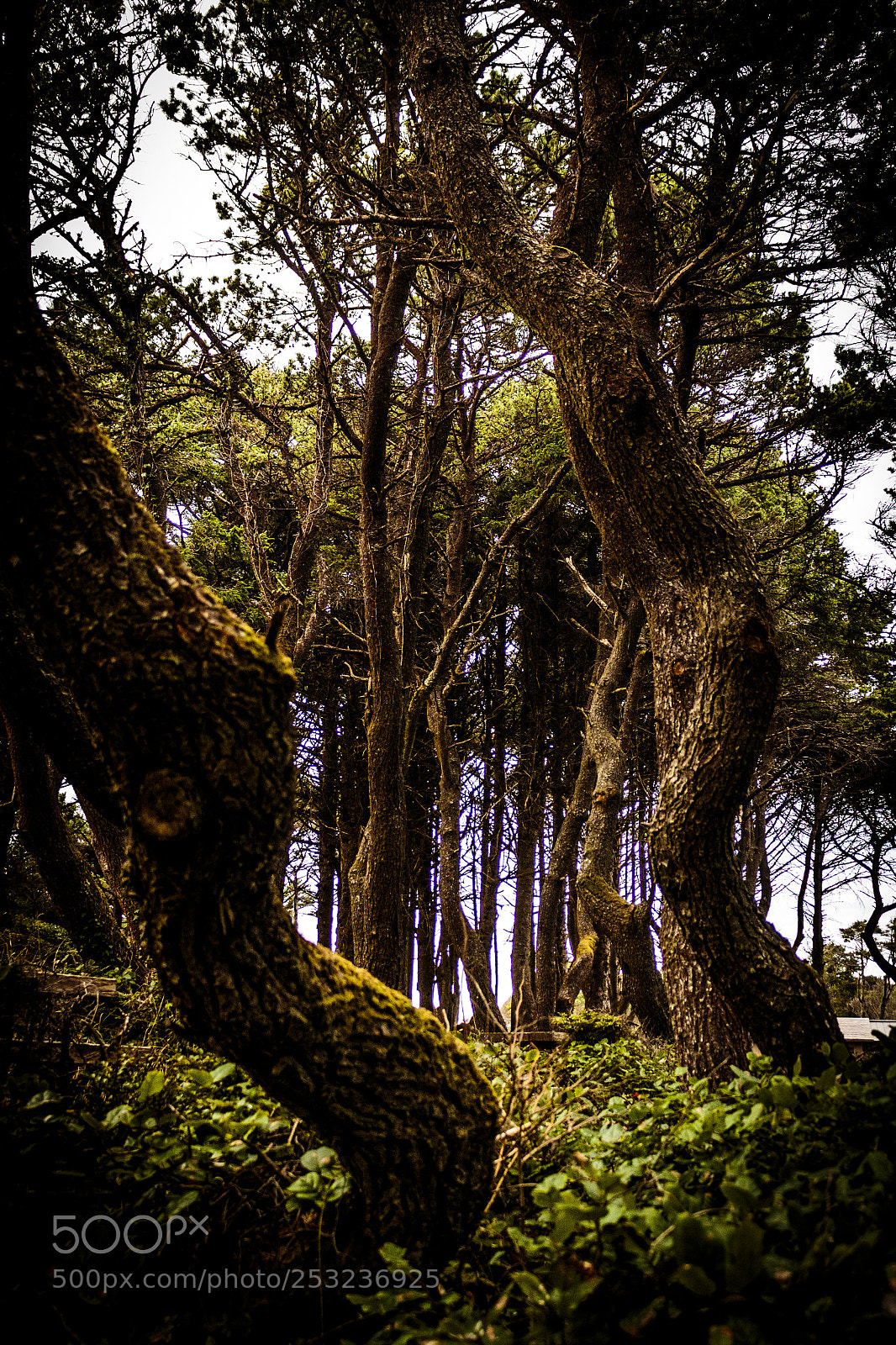 Canon EOS 650D (EOS Rebel T4i / EOS Kiss X6i) sample photo. Twisted forest photography