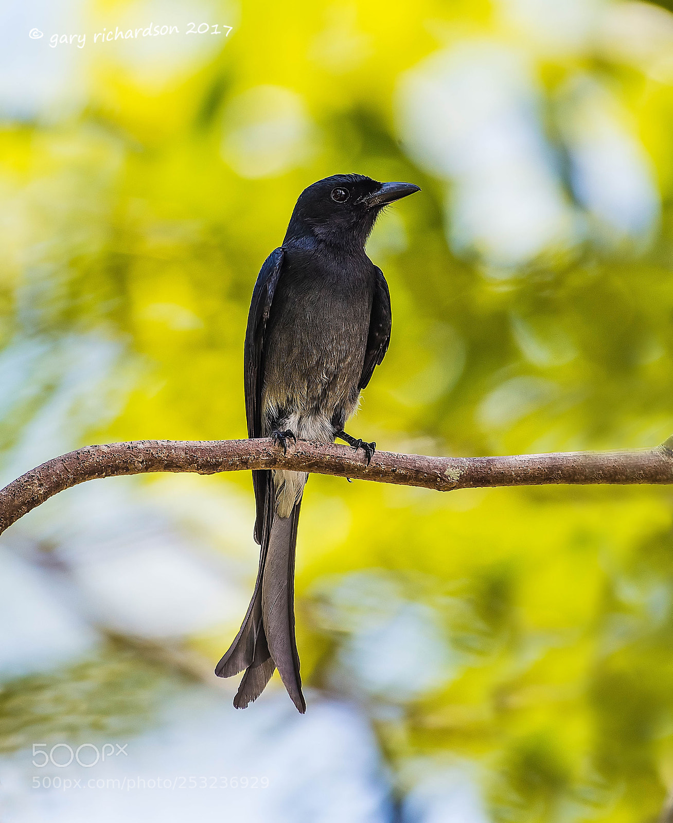 Nikon D810 sample photo. White bellied drongo tangalle photography