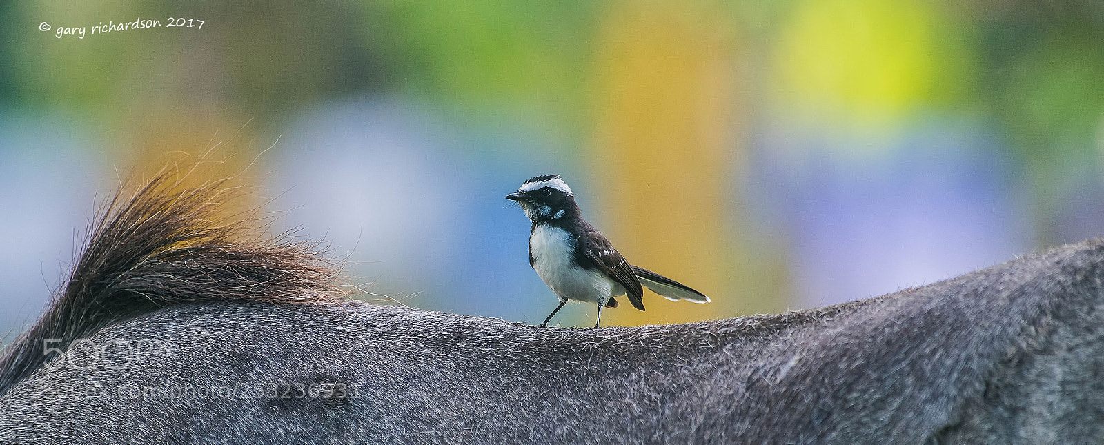 Nikon D810 sample photo. White browed fantail tangalle photography