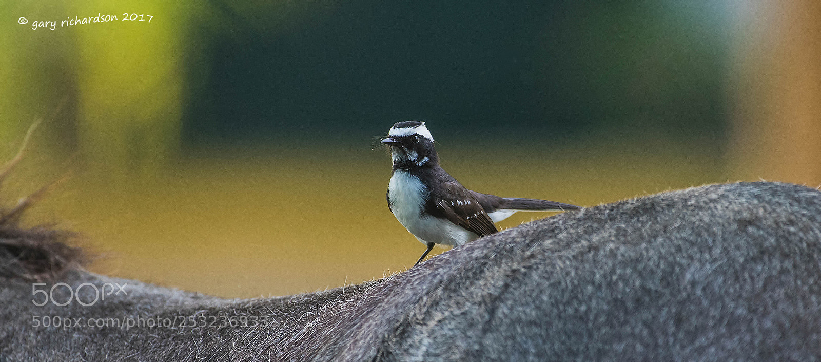 Nikon D810 sample photo. White browed fantail tangalle photography