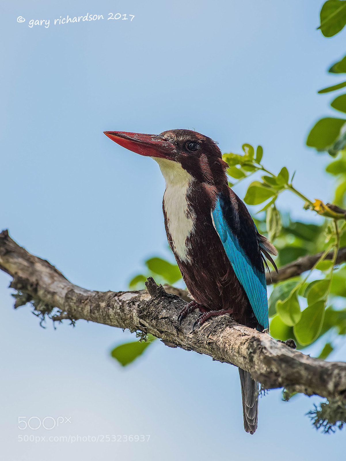 Nikon D810 sample photo. White throated kingfisher tissamaharama photography