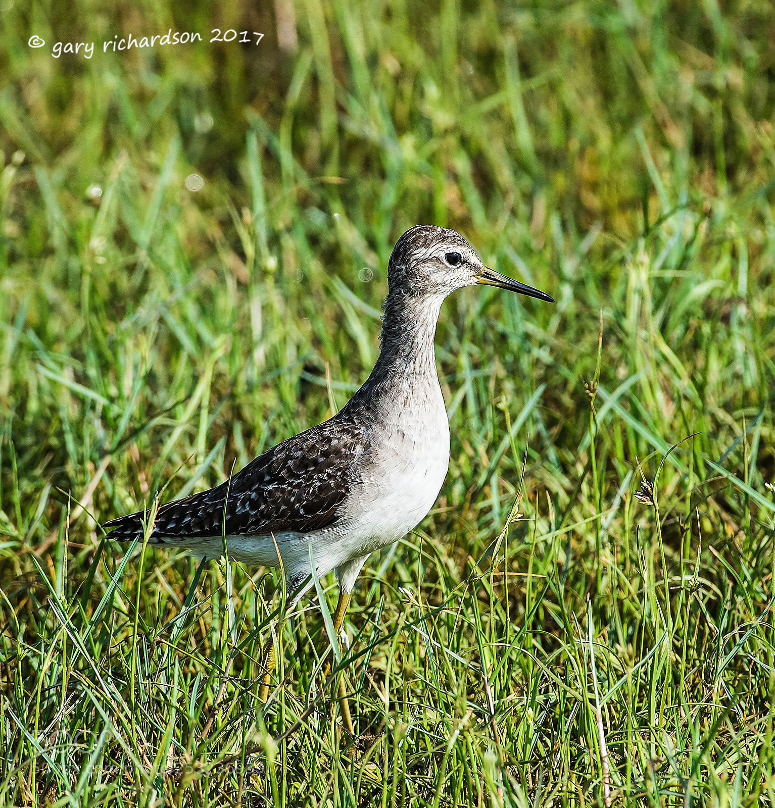 Nikon D810 sample photo. Wood sandpiper bundala sri photography