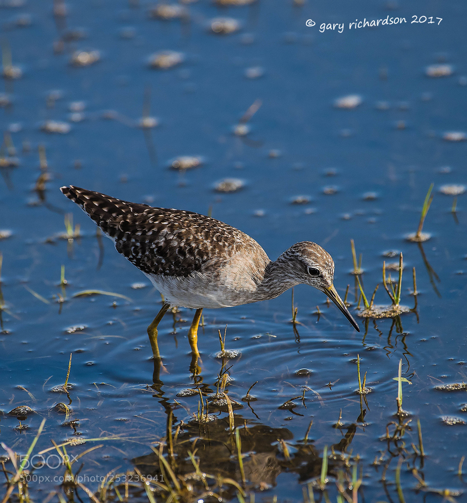 Nikon D810 sample photo. Wood sandpiper bundala sri photography
