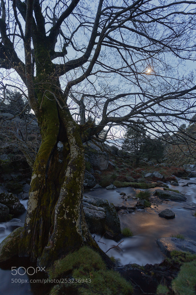 Canon EOS 5D Mark II sample photo. Moonlight photography