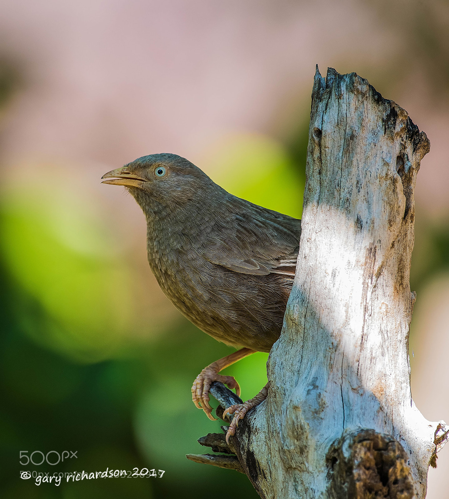 Nikon D810 sample photo. Yellow billed babbler tissamaharama photography