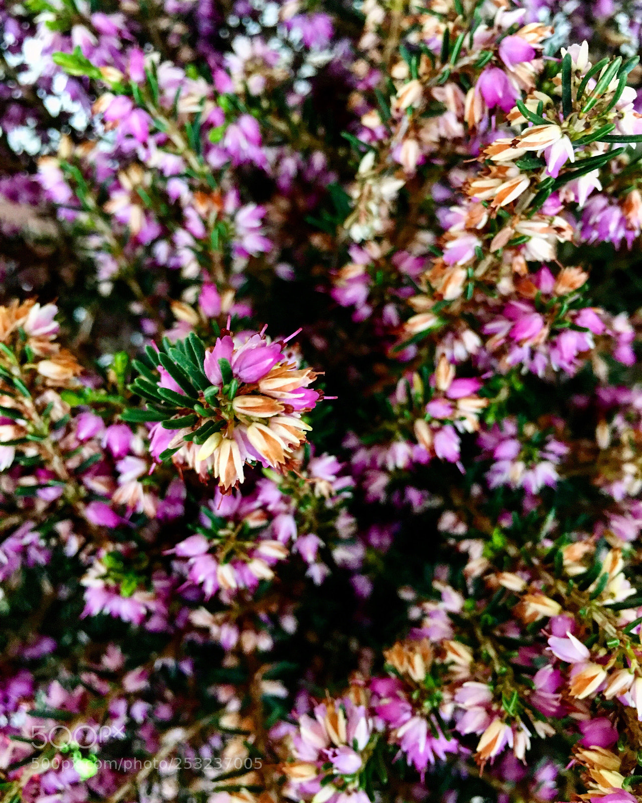 Apple iPhone 6s sample photo. Lost in flowers photography