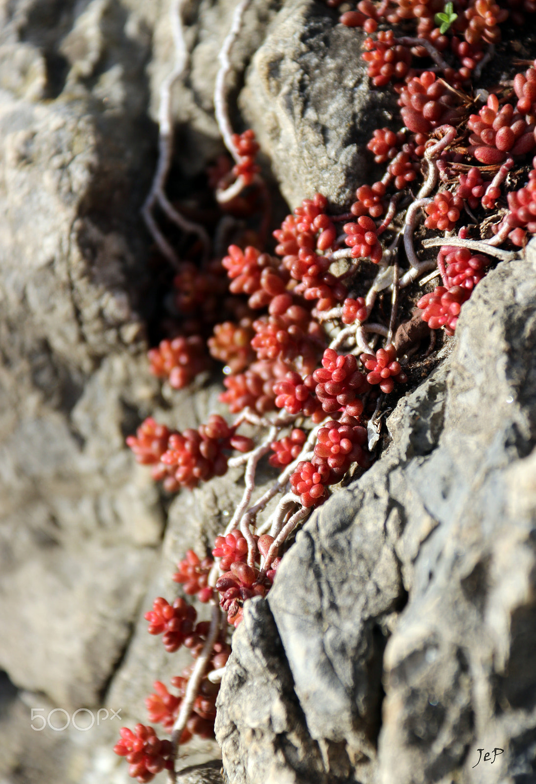Canon EOS 760D (EOS Rebel T6s / EOS 8000D) sample photo. Something red... (graz, austria) photography