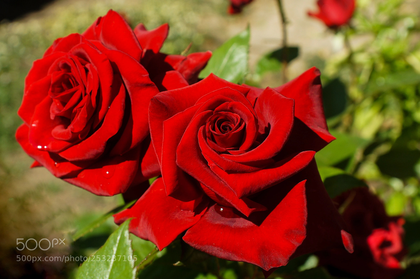 Sony Alpha DSLR-A580 sample photo. Garden rose after rain photography