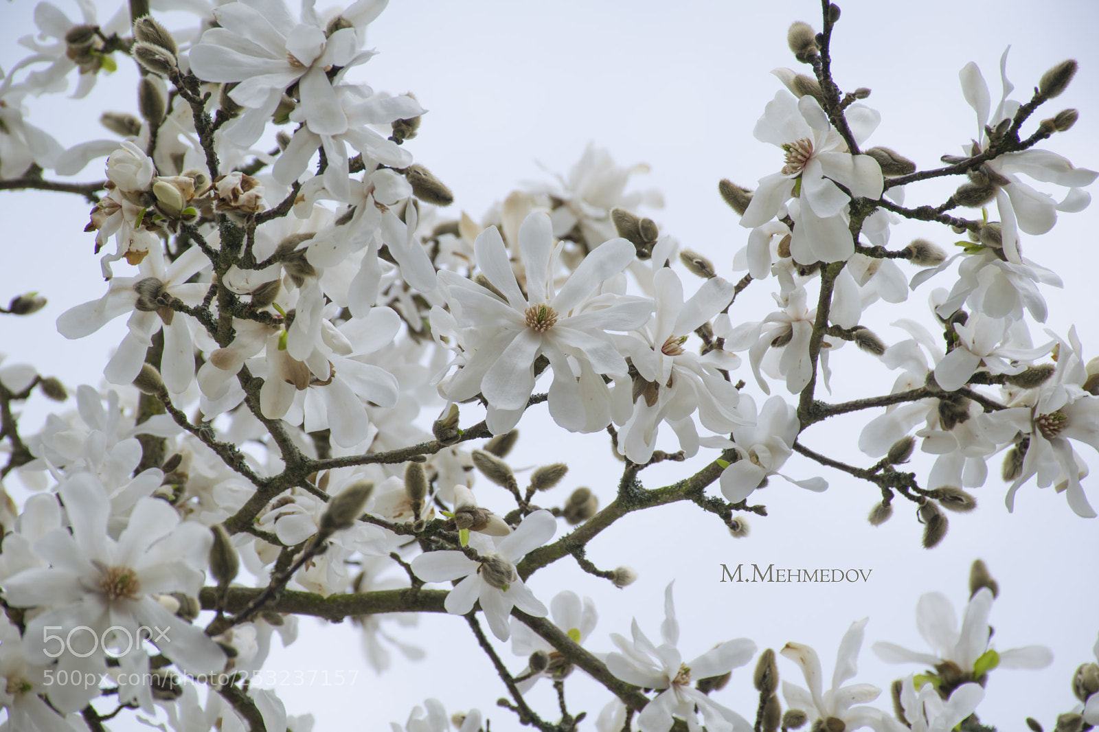 Nikon D5300 sample photo. Magnolia photography