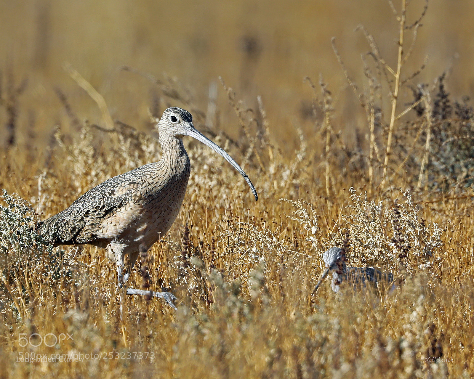 Canon EOS 5D Mark IV sample photo. Curlew photography