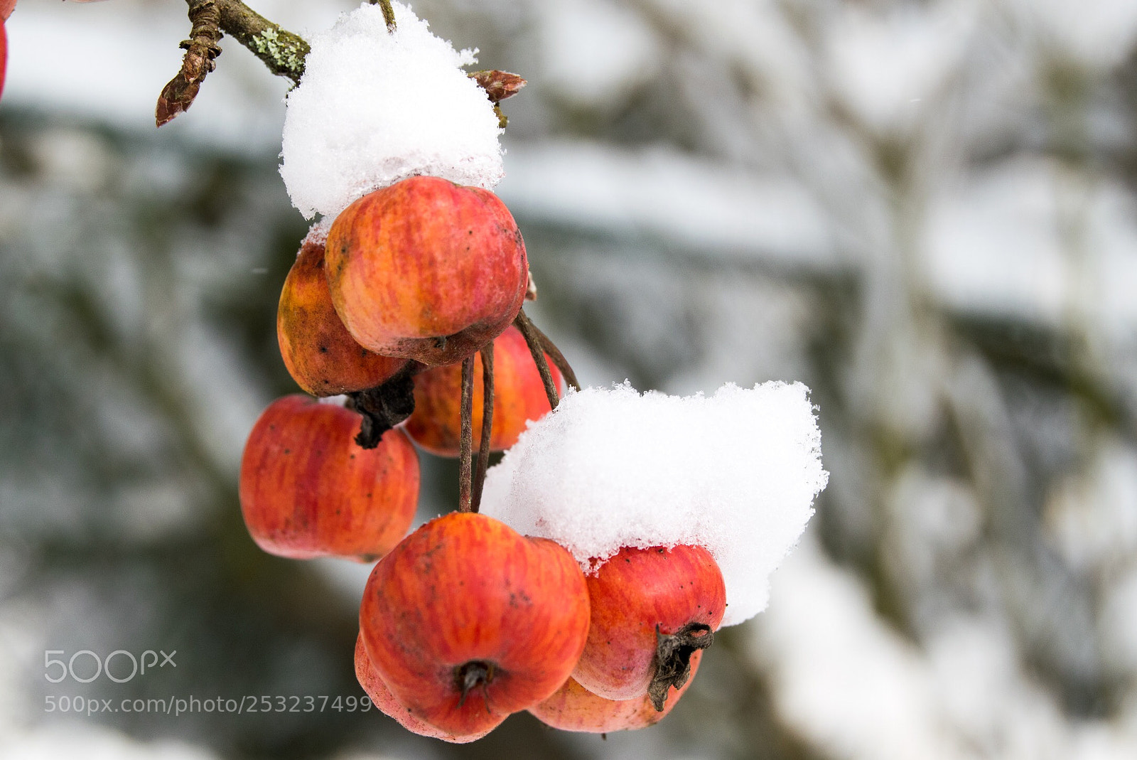 Nikon D3300 sample photo. Nature sous la neige  photography