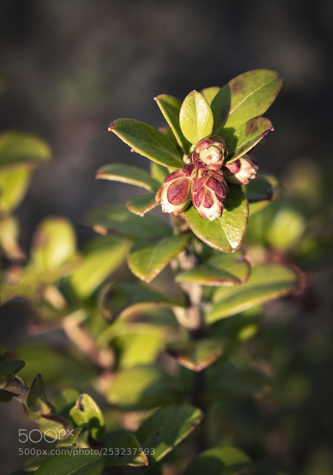 Nikon D5500 sample photo. Detail on buds on photography