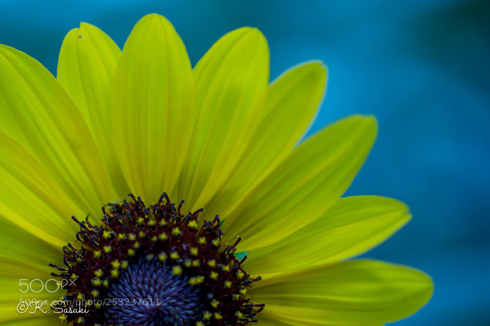 Nikon Df sample photo. Flower  photography
