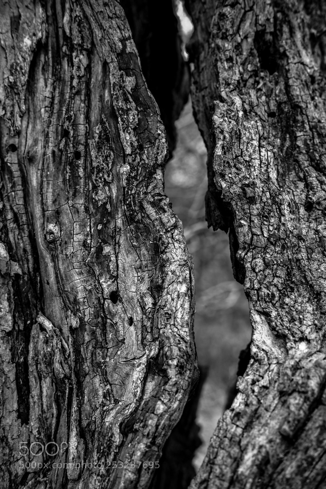 Fujifilm X-T1 sample photo. A tree divided photography