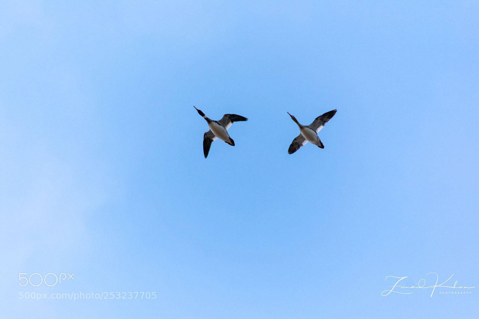 Nikon D3400 sample photo. Mergansers fly over photography