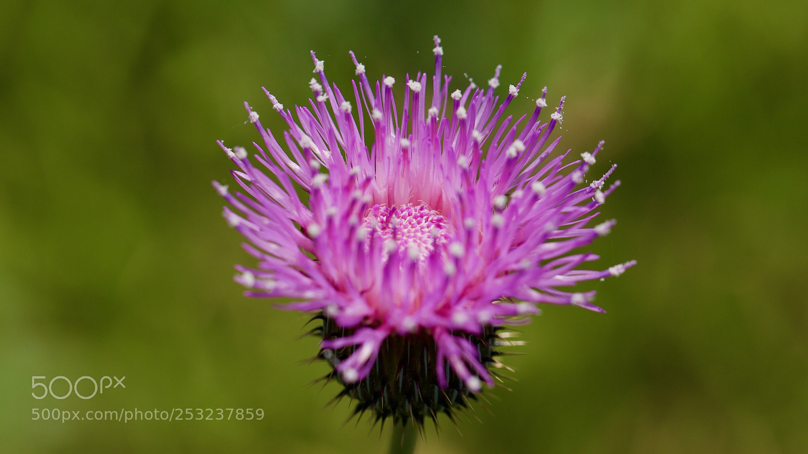 Canon EOS-1D X sample photo. Thistle photography