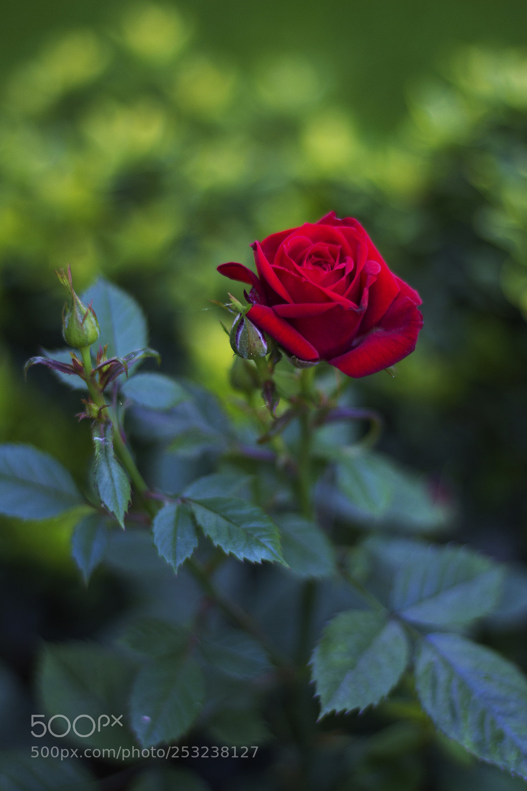 Canon EOS 700D (EOS Rebel T5i / EOS Kiss X7i) sample photo. Img photography