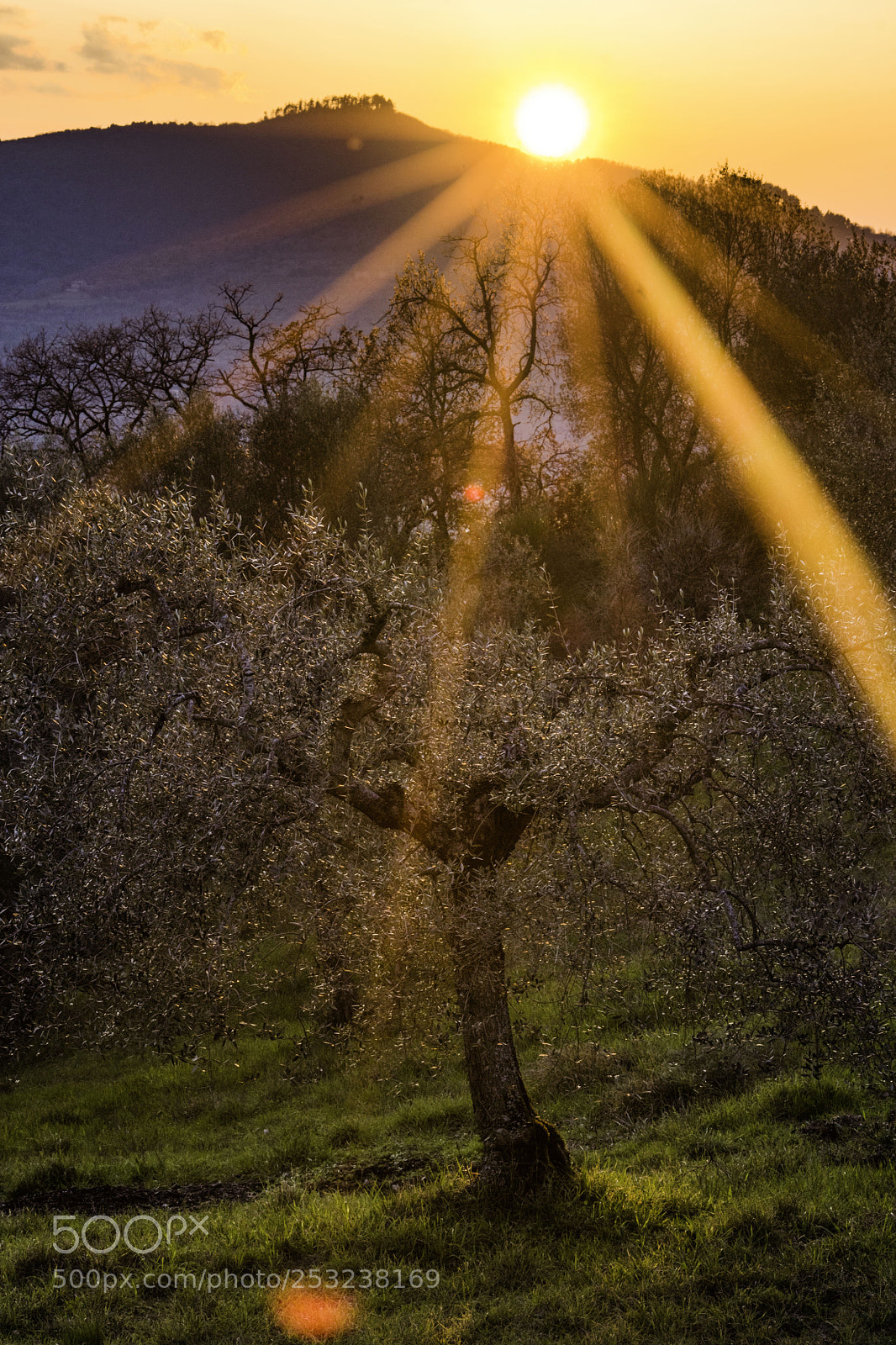 Pentax K-70 sample photo. Sunrays and olive grove photography
