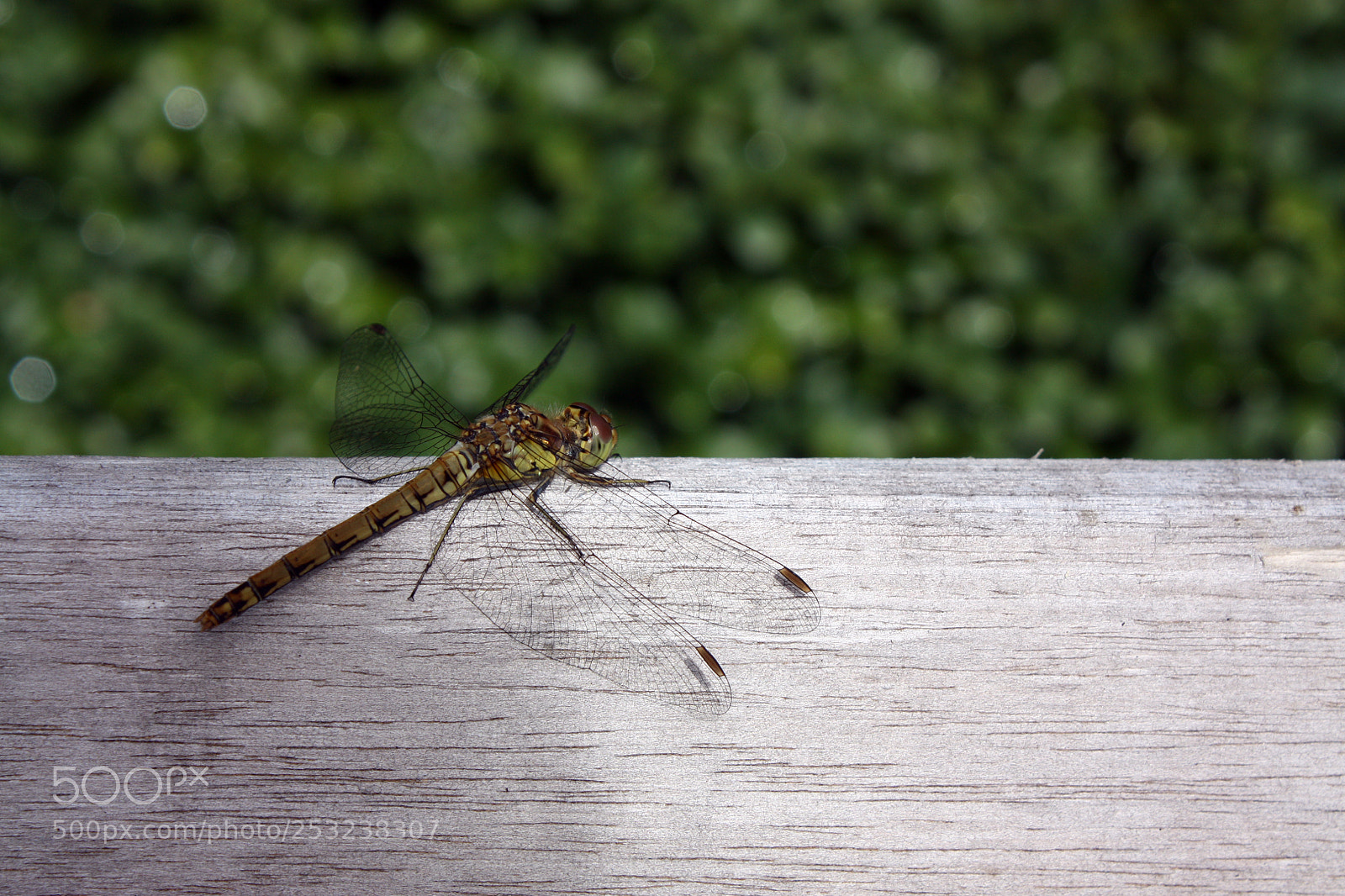 Canon EOS 450D (EOS Rebel XSi / EOS Kiss X2) sample photo. Dragonfly photography