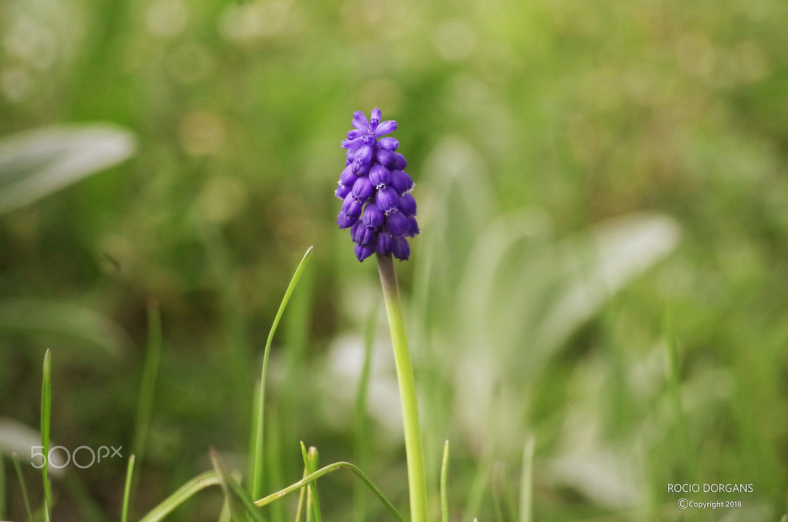 Pentax K-30 sample photo. Spring photography