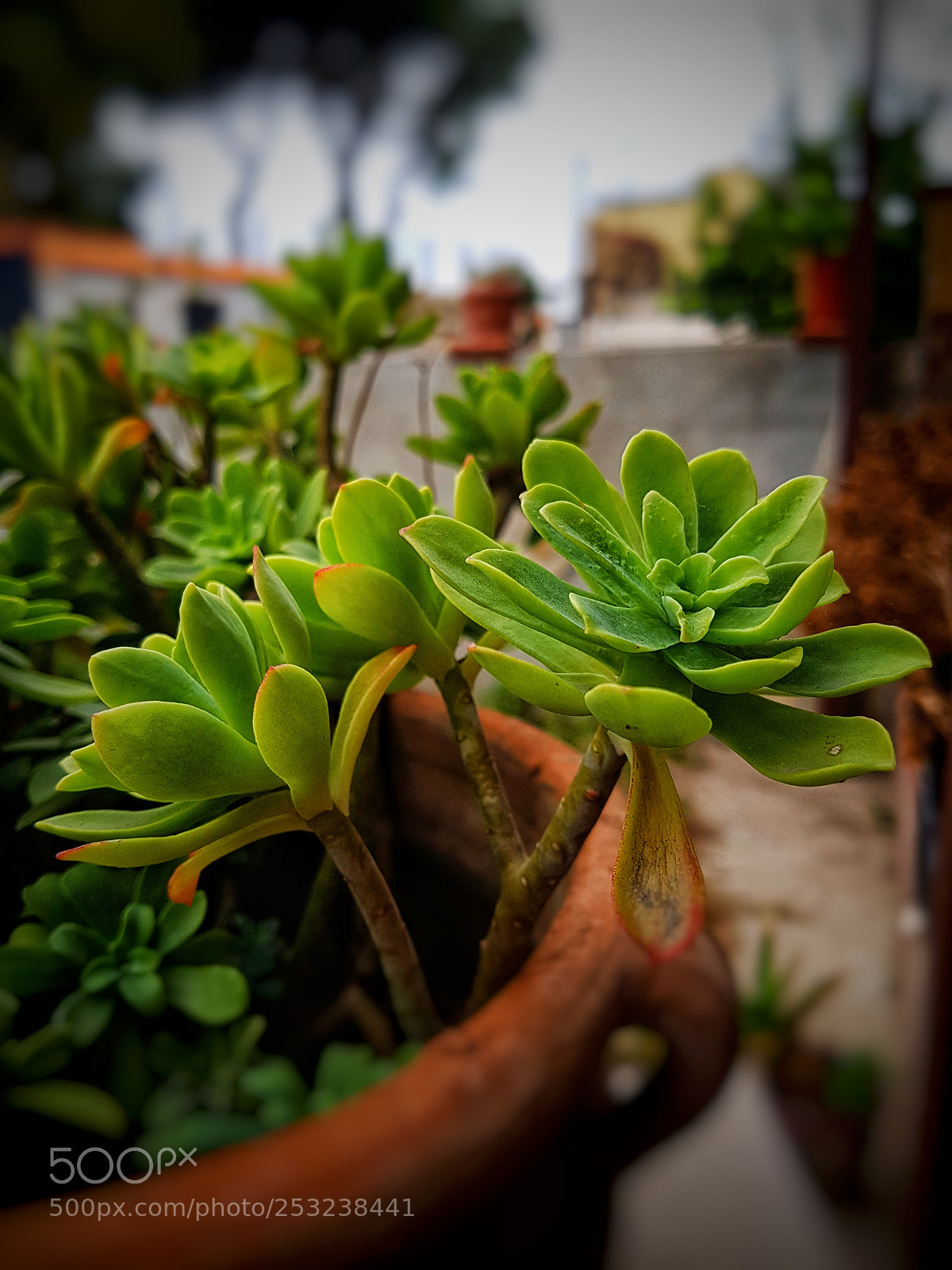 Samsung Galaxy S7 Edge sample photo. Untitled photography