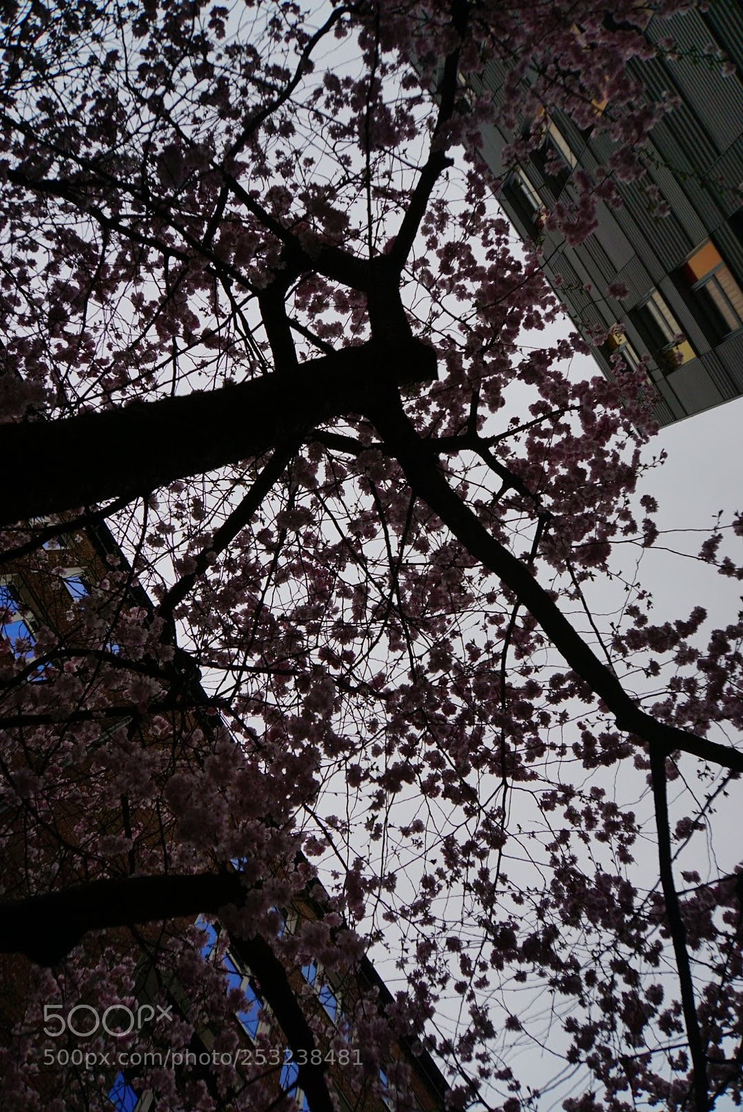 Sony a6000 sample photo. Cherry blossoms photography