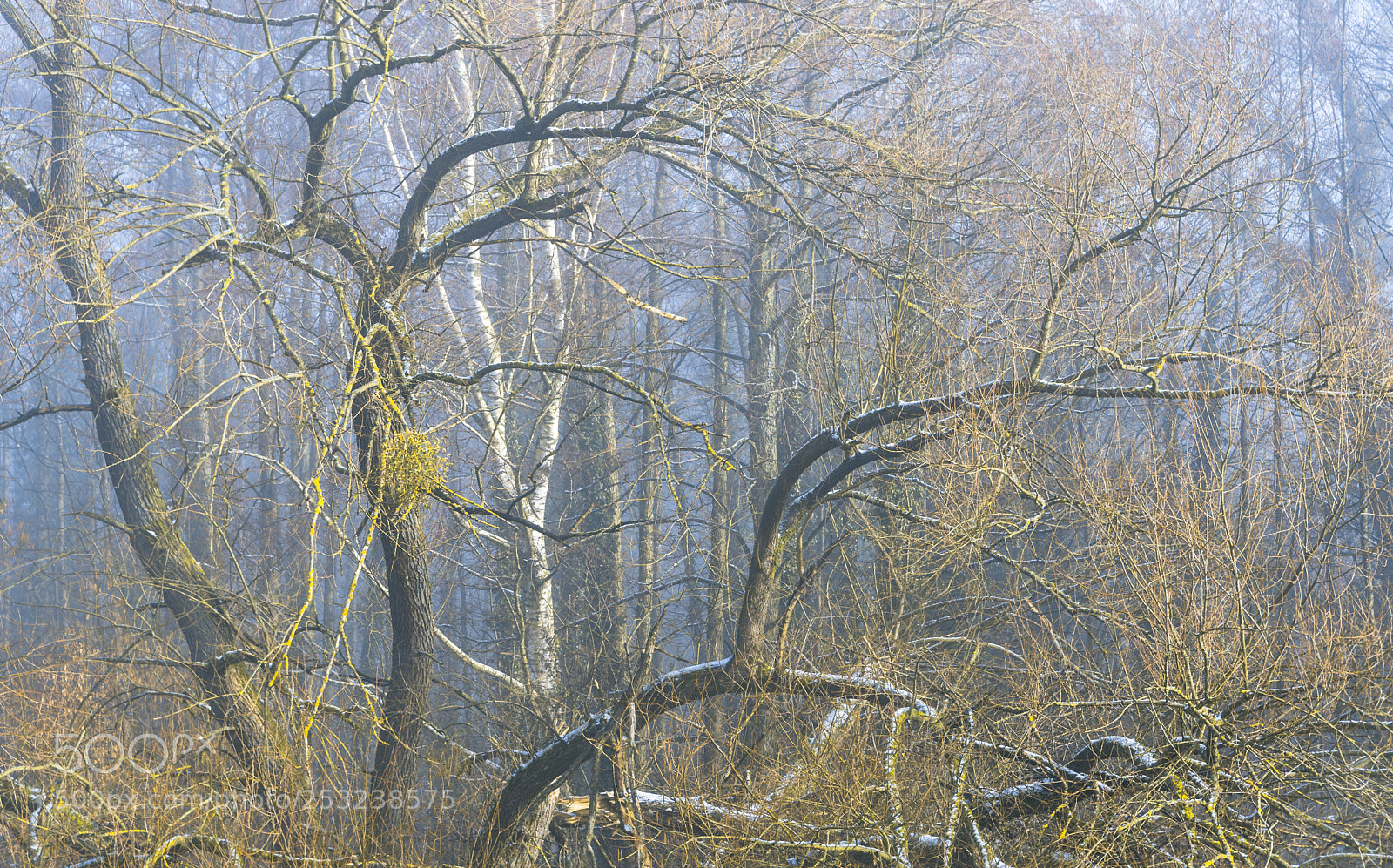 Nikon D500 sample photo. Mystic trees photography