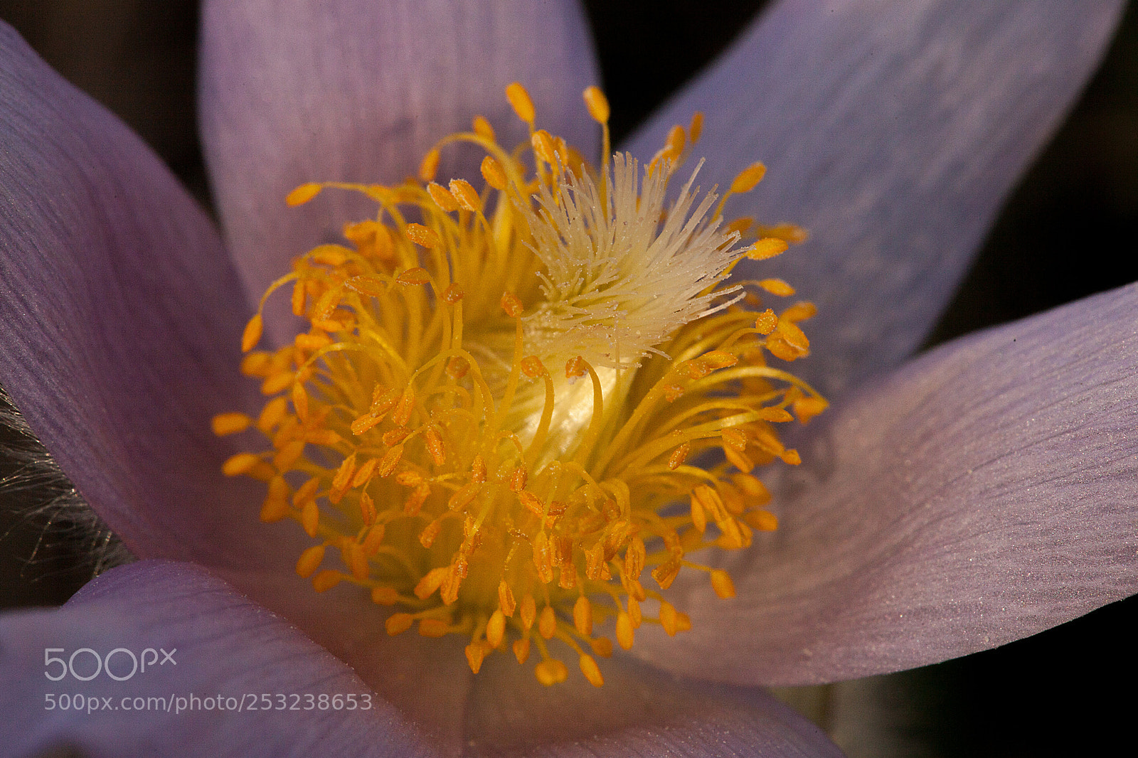 Canon EOS 5D Mark II sample photo. Pulsatilla photography