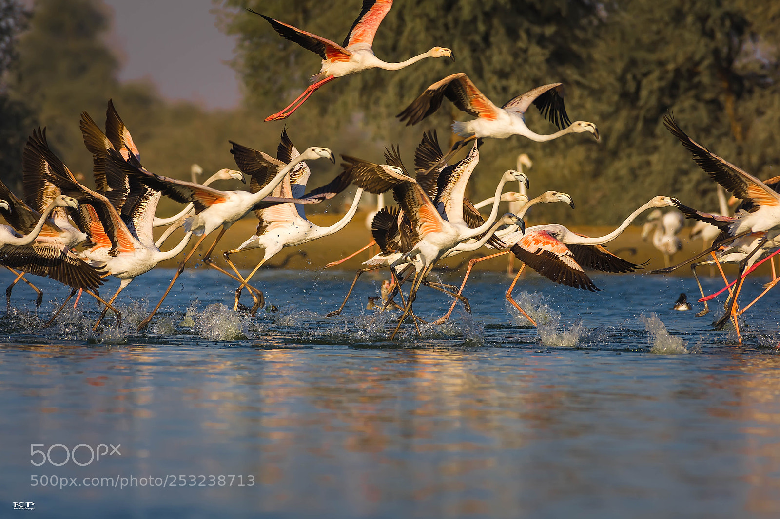 Nikon D7200 sample photo. Greater flamingos photography