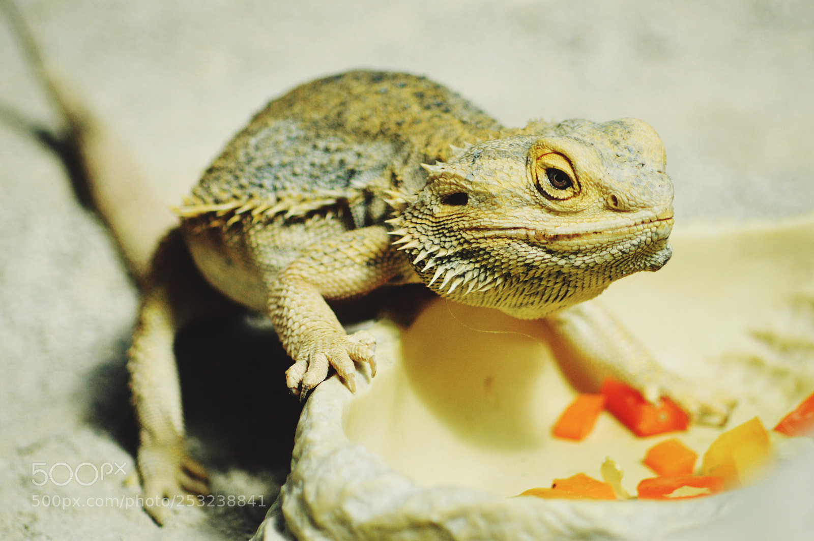 Nikon D3200 sample photo. Saurian photography