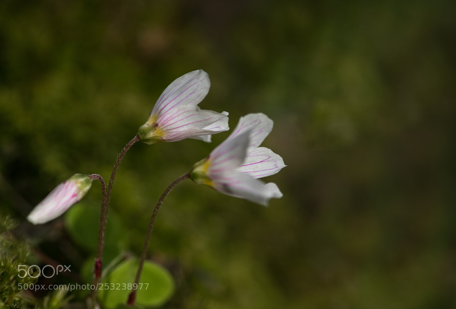 Sony a7R II sample photo. Anemone photography