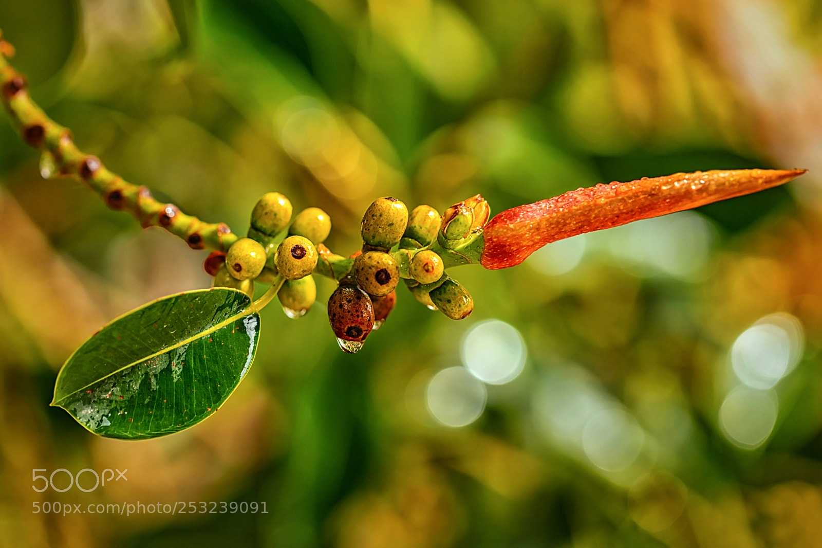 Canon EOS 5DS sample photo. Rain drops on the photography
