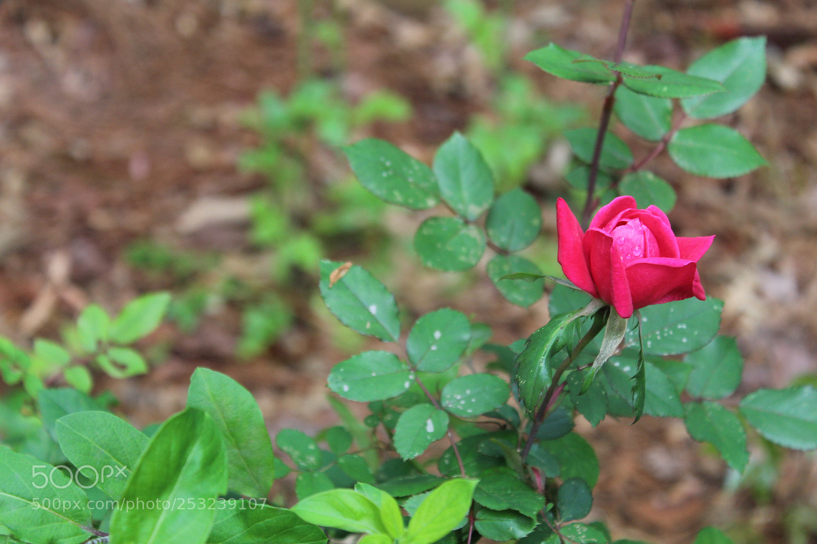 Canon EOS 1300D (EOS Rebel T6 / EOS Kiss X80) sample photo. Flowers and roses photography