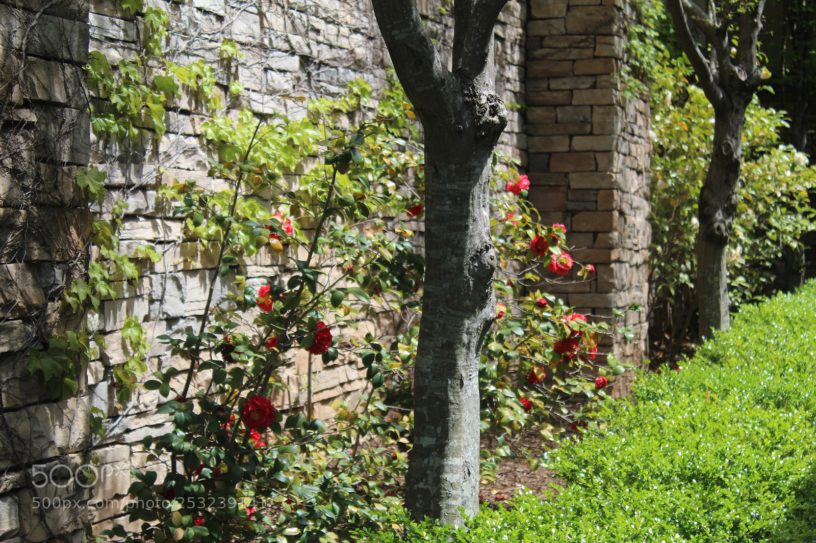 Canon EOS 1300D (EOS Rebel T6 / EOS Kiss X80) sample photo. Flowers and roses photography