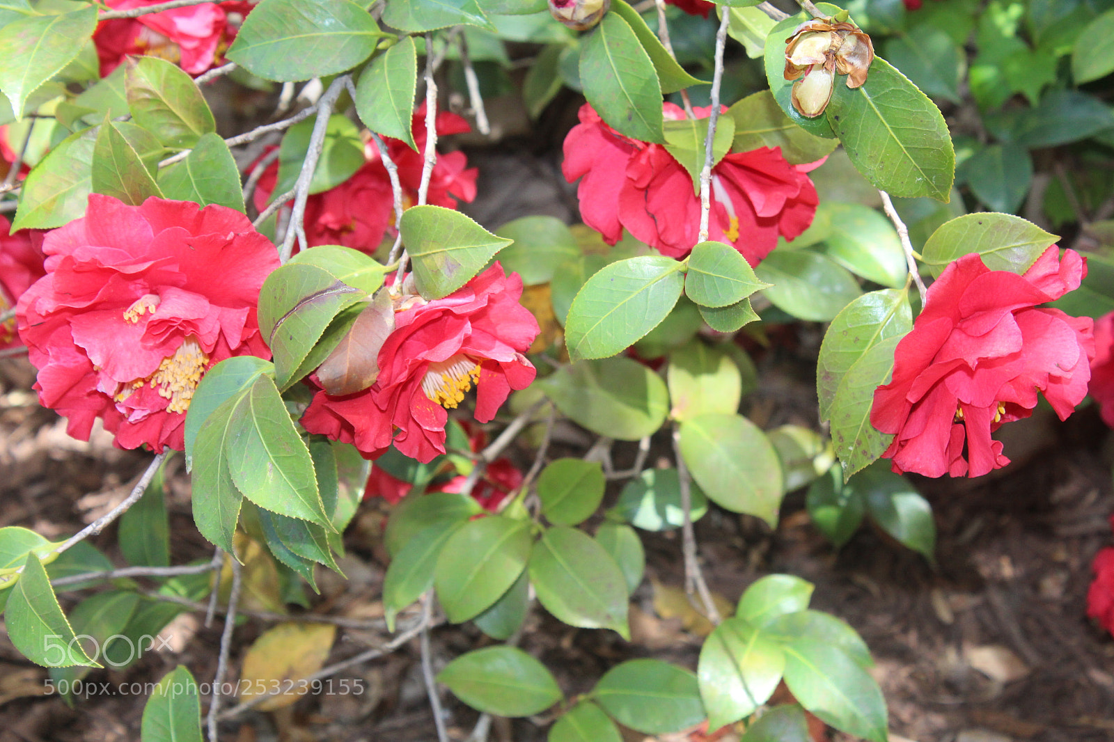 Canon EOS 1300D (EOS Rebel T6 / EOS Kiss X80) sample photo. Flowers and roses photography