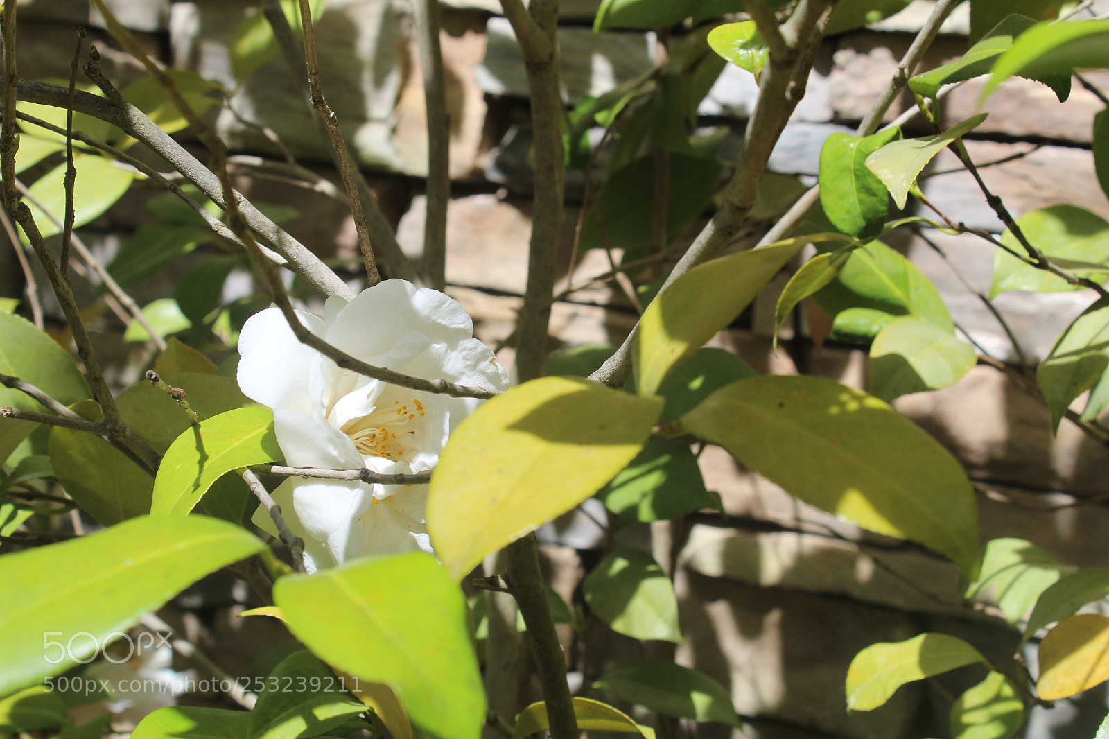 Canon EOS 1300D (EOS Rebel T6 / EOS Kiss X80) sample photo. Flowers and roses photography